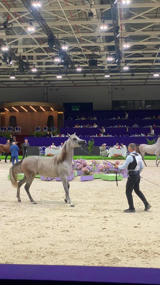 Concours du cheval arabe pur-sang : présentation en main sur le ring.