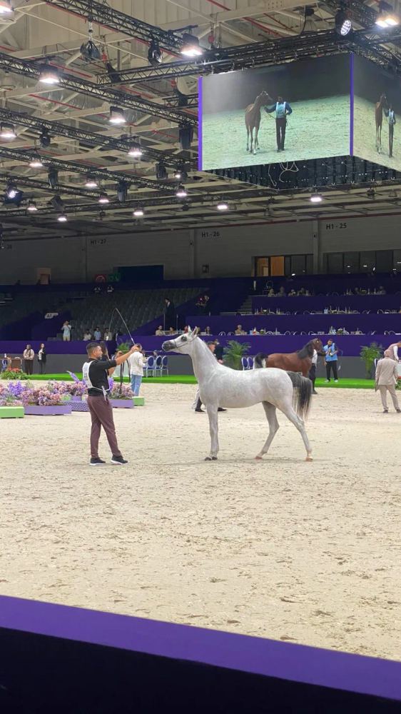 Un pur-sang arabe sous les écrans géants du hall.